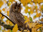 *** Owl on autumn tree ***