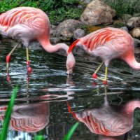 *** Pink flamingos ***