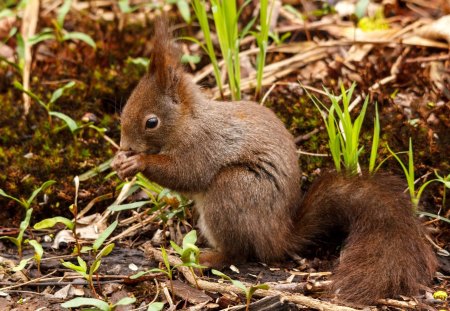 *** Squirrel *** - animal, red, squirrel, animals