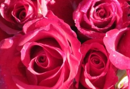 Rose Swirls - blooms, flora, roses, petals