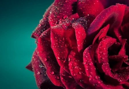 Beautiful wet red rose - red, rose, petals, beautiful, love