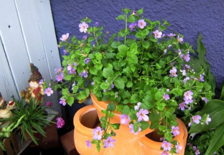 Lovely decoration - potted plants, cute, decoration, lovely, coffee shop