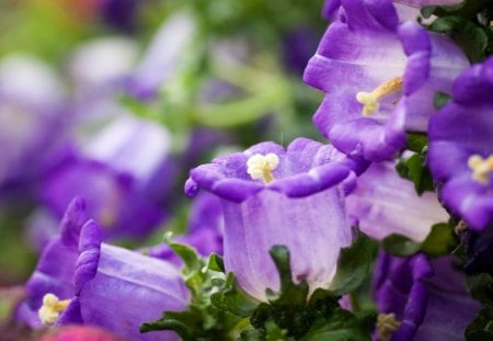 Purple Flowers - purple, world, beauty, flowers, spring, nature