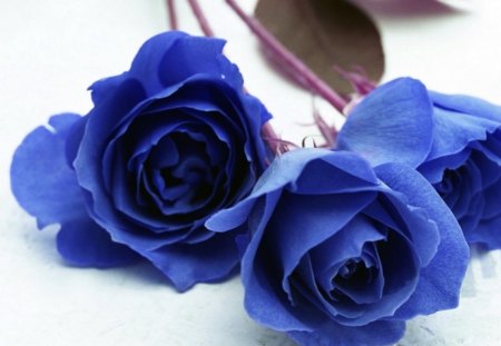 â€. For The Friends DN .â€ - dreams, love, roses, soft, spiritual, relation, forever, blue, friends