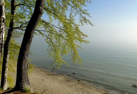 Morning Mist - dust, trees, landscape, sea, sun, Beach