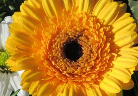 Sunshine Gerbera - blooms, yellow, petals, gerberas