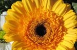 Sunshine Gerbera