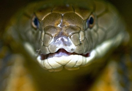 Snake - yellow, snake, animal, orange, serpent, reptile