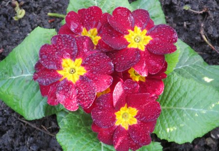 Red Droplets - primulas, flowers, plants, rain