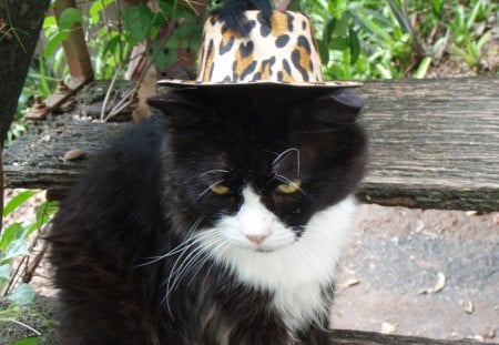 OOOH  LALA - fur family, cat, hat, photography, chubs, model