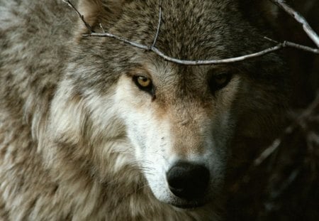 Wolf between branches - branches, nature, animals, wolf