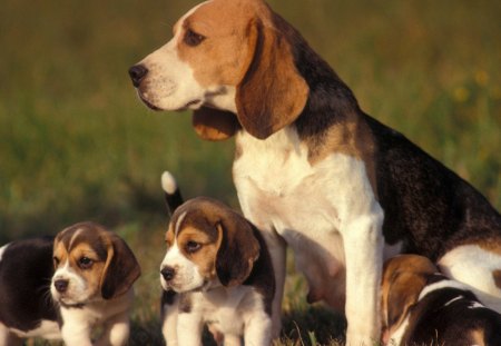 A beagle and her puppies