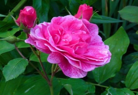 Beauty of garden - roses, nature, garden, green, buds, beauty, flower, pink