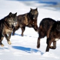 Running with the Pack