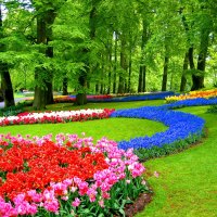 Keukenhof gardens