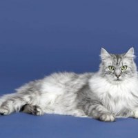 Grey Cat