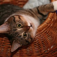 kitty