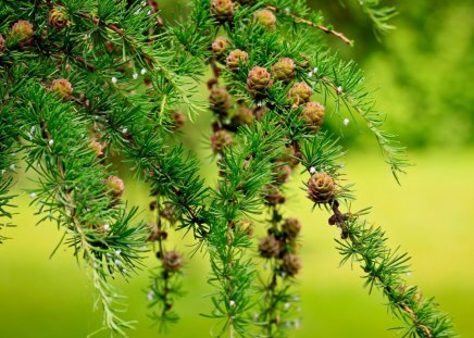 green branch - green, tree, forest, branch