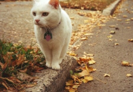 little white cat - cat, white, road, little