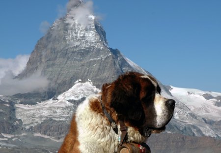 Saint Bernard - snow, dogs, saint, bernard