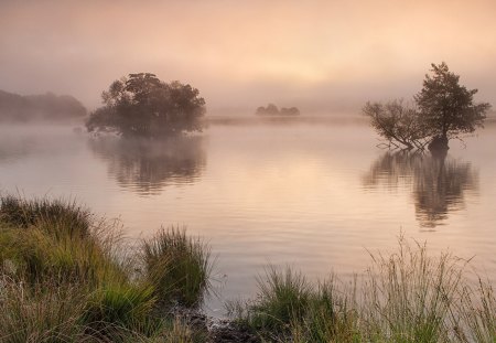 lake in a misty morning - lake, morning, trees, mist, grass