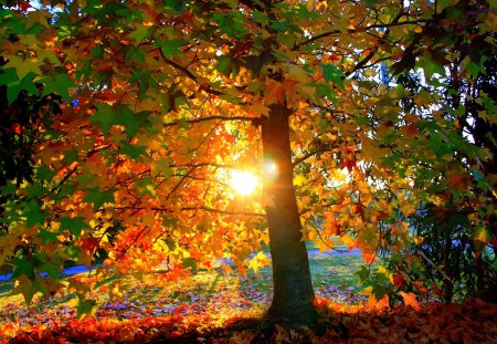 *** Autumn sun *** - leaves, tree, nature, sun, colorful