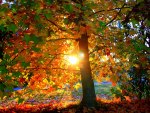 *** Autumn sun ***