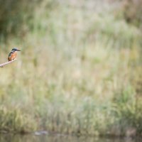 bird on branch