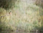 bird on branch