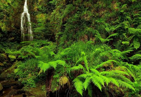 waterfalls in green forest - green, waterfalls, tree, forest