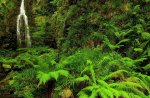 waterfalls in green forest