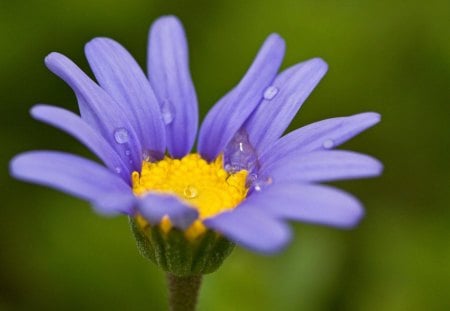 water drop on the flower - drop, branch, flower, wild