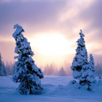 Two trees covered with snow