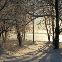 trees winter