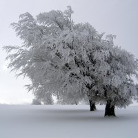 Trees covered with ice and snow