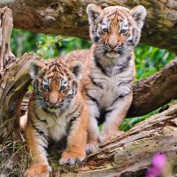 tiger cub little
