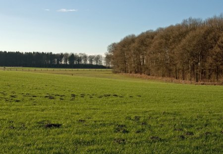 field - field, fun, trees, nature