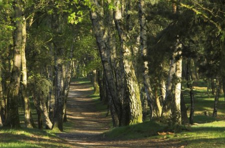 road - fun, forest, trees, nature