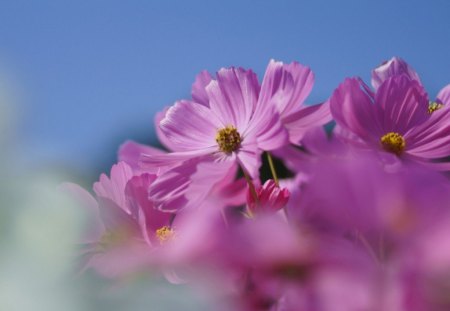 bloomy cosmos - bloom, soft, spring, petals, plant, day, pink, sky