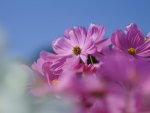 bloomy cosmos