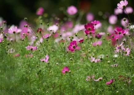 beauty shrub - shrub, many, pink, blurry, grass, spring, cosmos, foliage