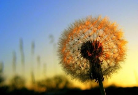 in the setting sun - sunset, dandelions, focus, picked, grass, plant, sky