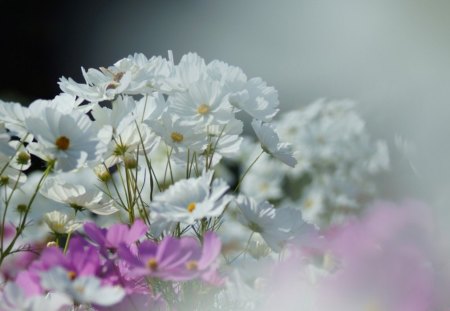 many cosmos ! - pink, bloom, blurry, flowers, garden, spring, cosmos