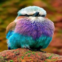 Colorful Bird