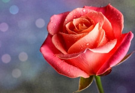 SPRING BLOSSOM - macro, drops, bud, rose, petals, pink