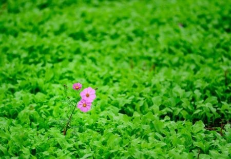 Little single flowers - garden, greenery, pink, flowers, leaves, cosmos, single, grass