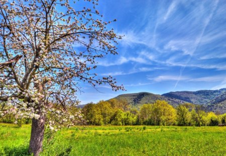 mountain scenery - hill, mountain, summer, tree, field, blossom apple