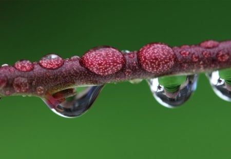 *** Amazing dew drops *** - drops, nature, amzing, dew