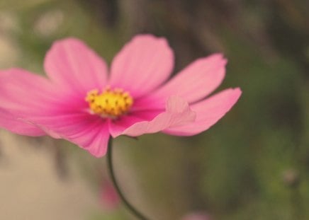 a big one - big, focus, garden, blurry, macro, pink