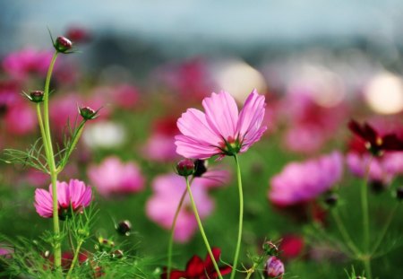 Gently shrub glare - shrub, pink, field, blurry, glare, grass, spring, cosmos